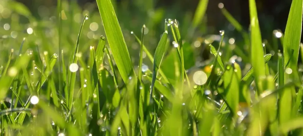 Close up picture of healthy green grass